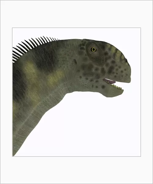 Camarasaurus dinosaur head