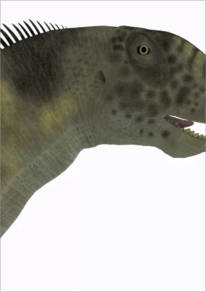 Camarasaurus dinosaur head