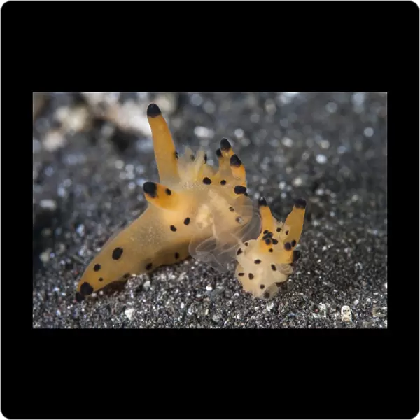 A pair of Thecacera nudibranch mating on the seafloor