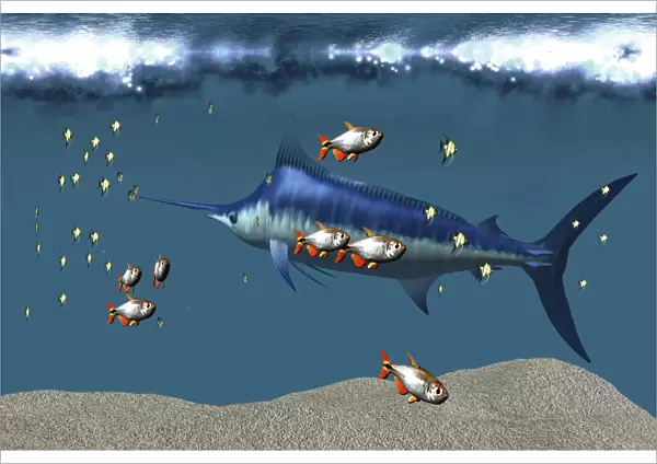 Small fish accompany a blue marlin in an ocean world habitat