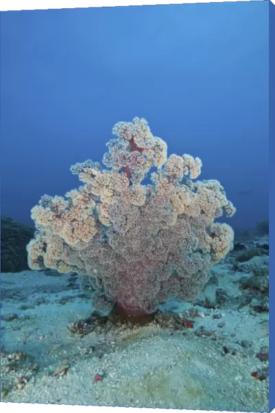 Fluffy pink and red dendronephtya soft coral, Indonesia