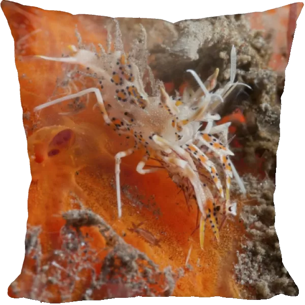 Tiger shrimp on orange sponge, Bali, Indonesia