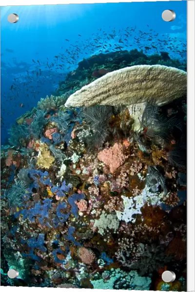 Reef scene with corals and fish, Komodo, Indonesia