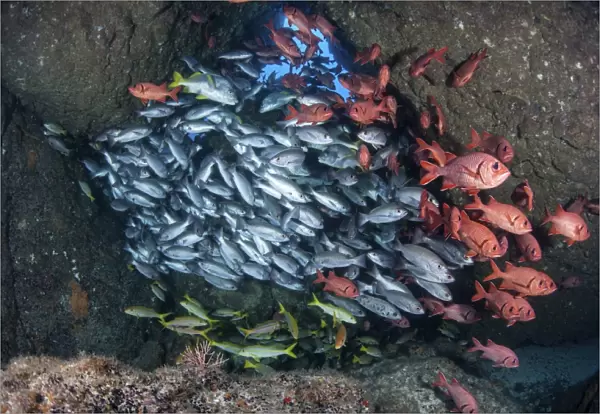 Schooling fish swim in a cavern near Cocos Island, Costa Rica