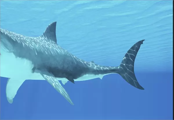Great White Shark swimming underwater