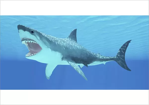 Great White Shark swimming underwater