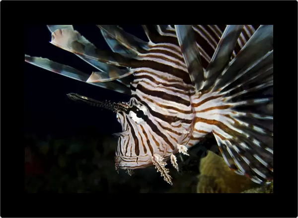 Close-up view of a lionfish, Curacao