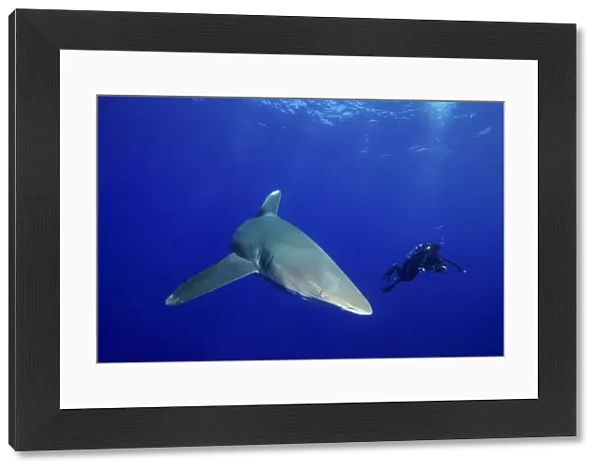 A diver follows an oceanic whitetip shark in the Bahamas