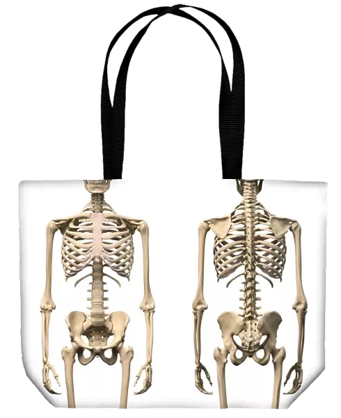 Anatomy of male human skeleton, front view and back view