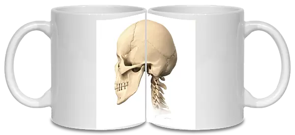 Anatomy of human skull, side view