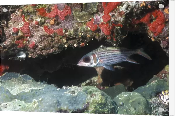 Blackfin squirrelfish swimming out from under a reef ledge, Papua New Guinea