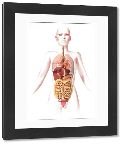 Anatomy of female body with internal organs