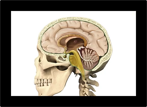 Cutaway view of human skull showing brain details, side view