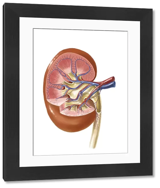 Interior detail of human kidney