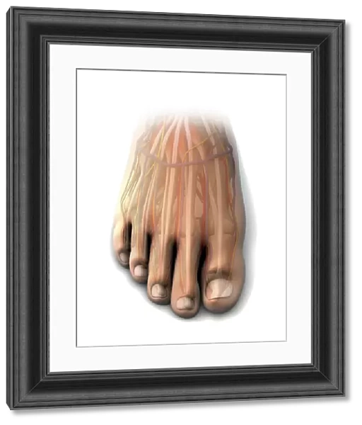 Dorsal anatomy of the human foot