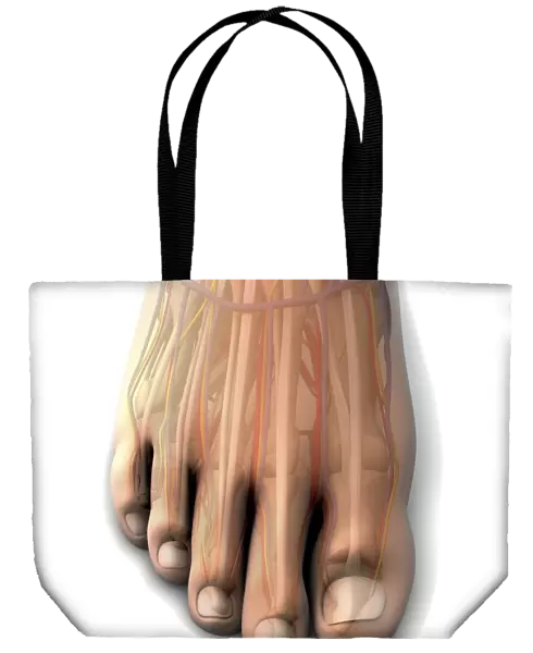 Dorsal anatomy of the human foot