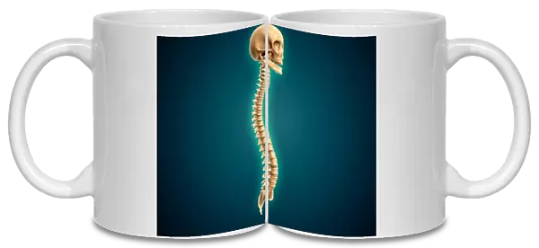 Conceptual image of human skull and spinal cord