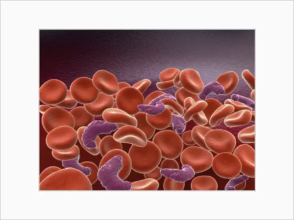 Conceptual image of sickle cell anemia with red blood cells
