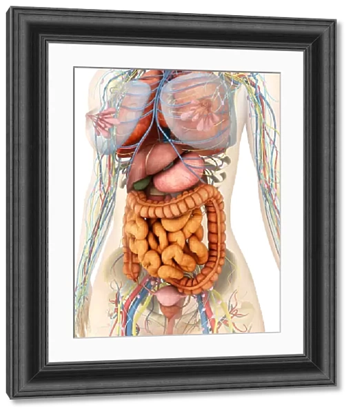 Female body showing digestive and circulatory system