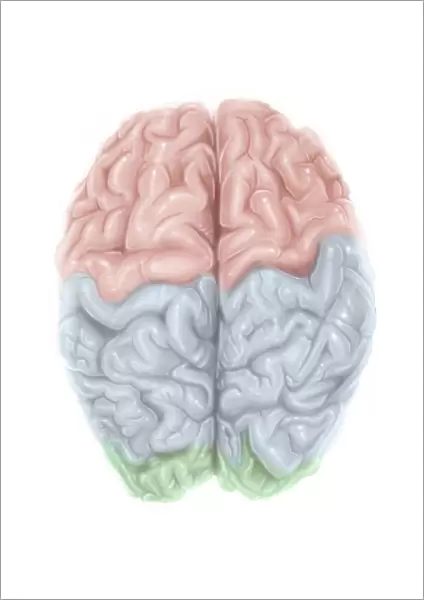 Superior view of human brain with colored lobes