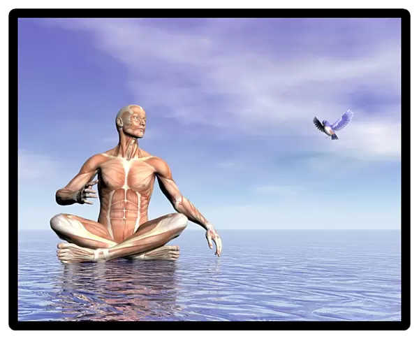 Male musculature in lotus position while looking at a little bird flying