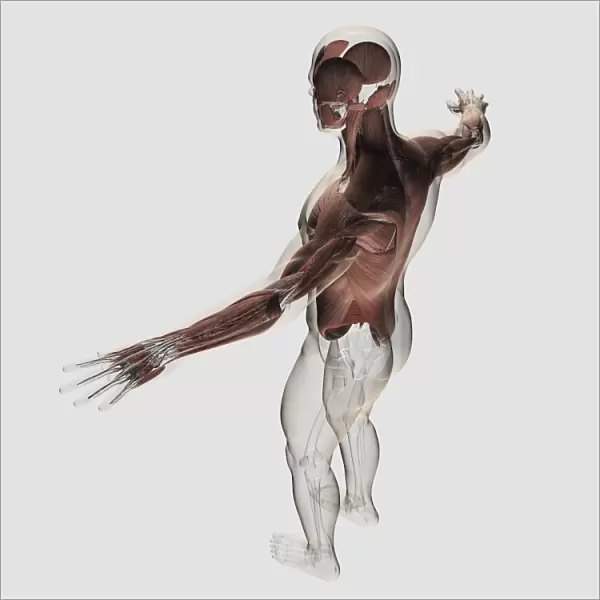Anatomy of male muscles in upper body, posterior view