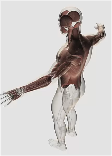 Anatomy of male muscles in upper body, posterior view