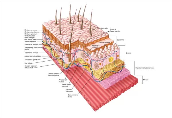 Anatomy of the human skin