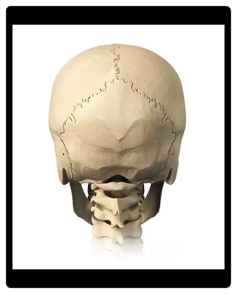 Anatomy of human skull, rear view