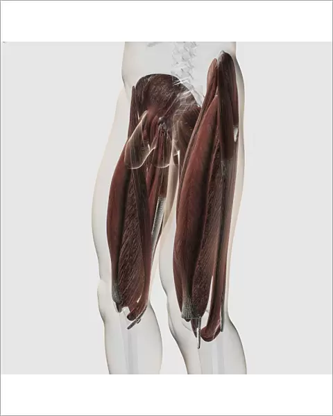 Male muscle anatomy of the human legs, side view