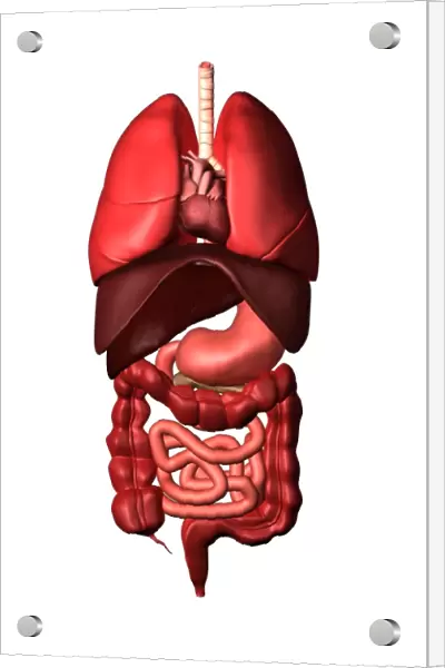 Conceptual image of internal organs of the respiratory and digestive systems