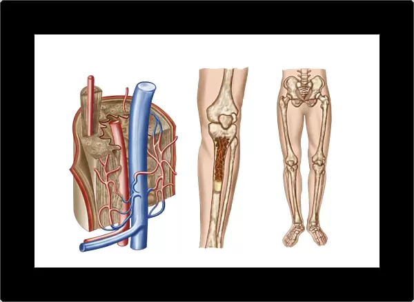 Anatomy of human bone marrow