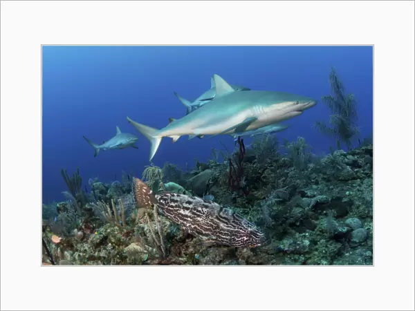 Several Caribbean reef sharks and a goliath grouper