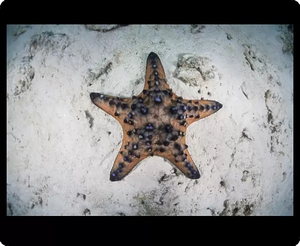 A colorful chocolate chip sea star on the seafloor of Indonesia