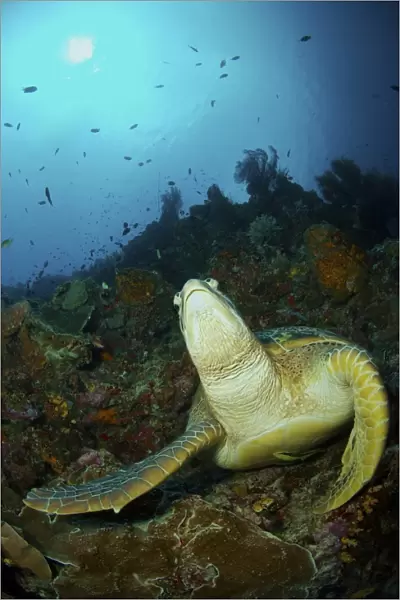 Green turtle on reef, Manado, North Sulawesi, Indonesia