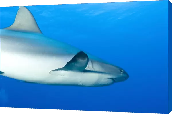 Gray reef shark. Papua New Guinea