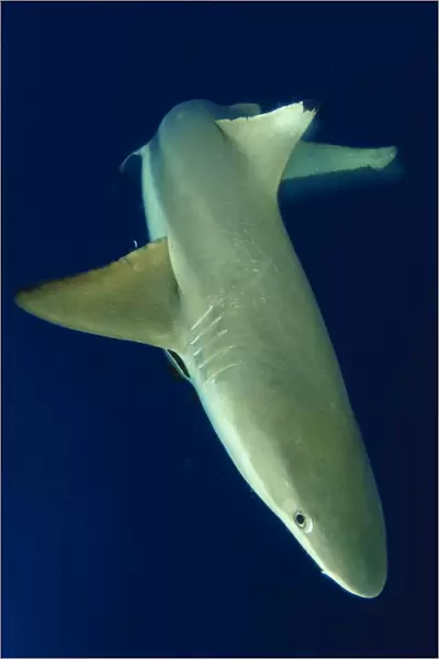 Blacktip reef shark in motion, Solomon Islands