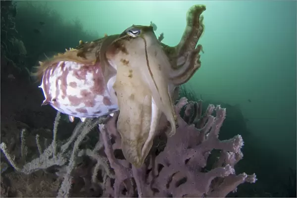 Full body view of a broadclub cuttlefish amongst a reef