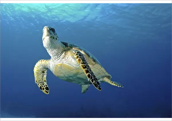 Hawksbill sea turtle ascending, Nassau, The Bahamas