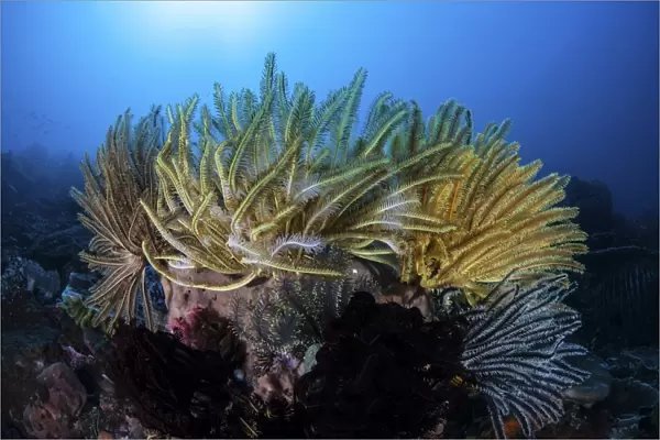 Colorful crinoids aggregate on a healthy coral reef in Indonesia