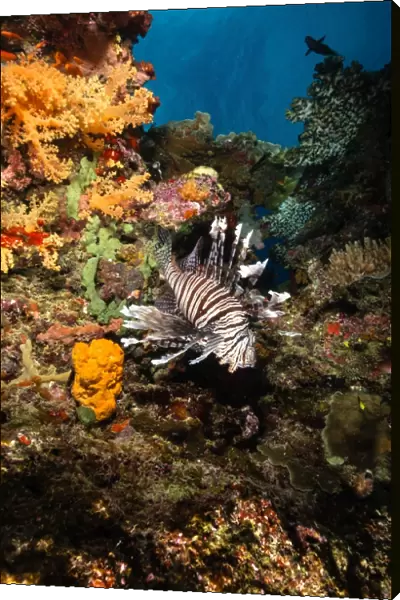 Lionfish, Fiji