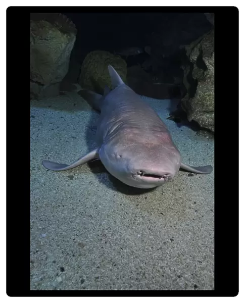 Blind shark, Blue Zoo Aquarium, Beijing, China