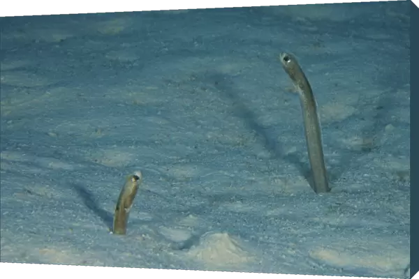 Brown Garden Eels protrude from their sea floor burrows