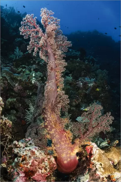 Soft coral seascape, Indonesia