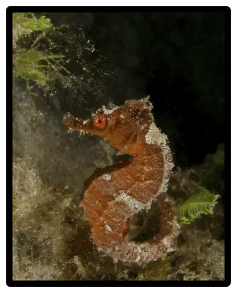 Orange seahorse, West Palm Beach, Florida