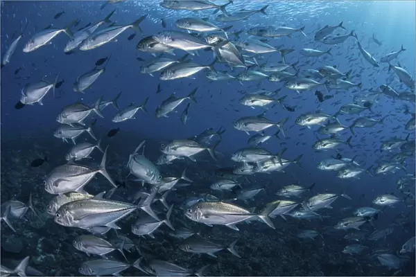 A school of big-eye jacks above a coral reef
