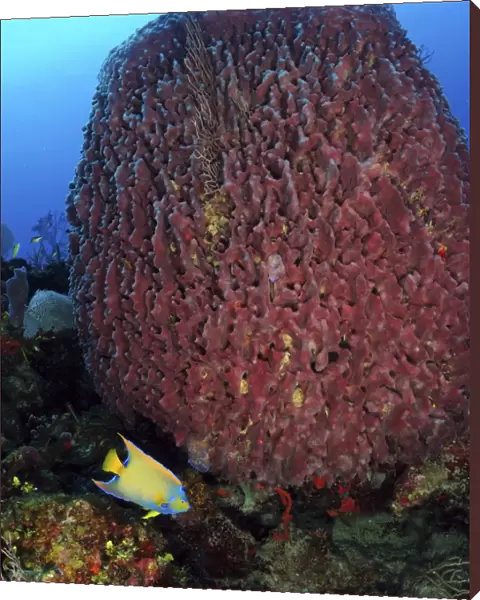 A large barrel sponge with Queen Angelfish on Caribbean reef