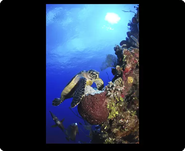 Hawksbill sea turtle and gray angelfish by coral reef