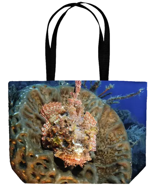 Scorpionfish hiding in a barrel sponge