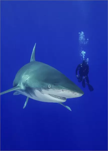 Diver swimming with an oceanic whitetip shark